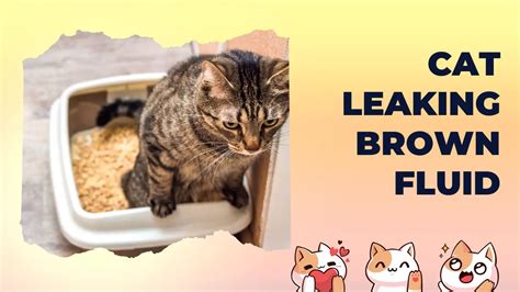 male cat leaking brown fluid|Cat Leaking Brown Fluid (Reasons, Symptoms